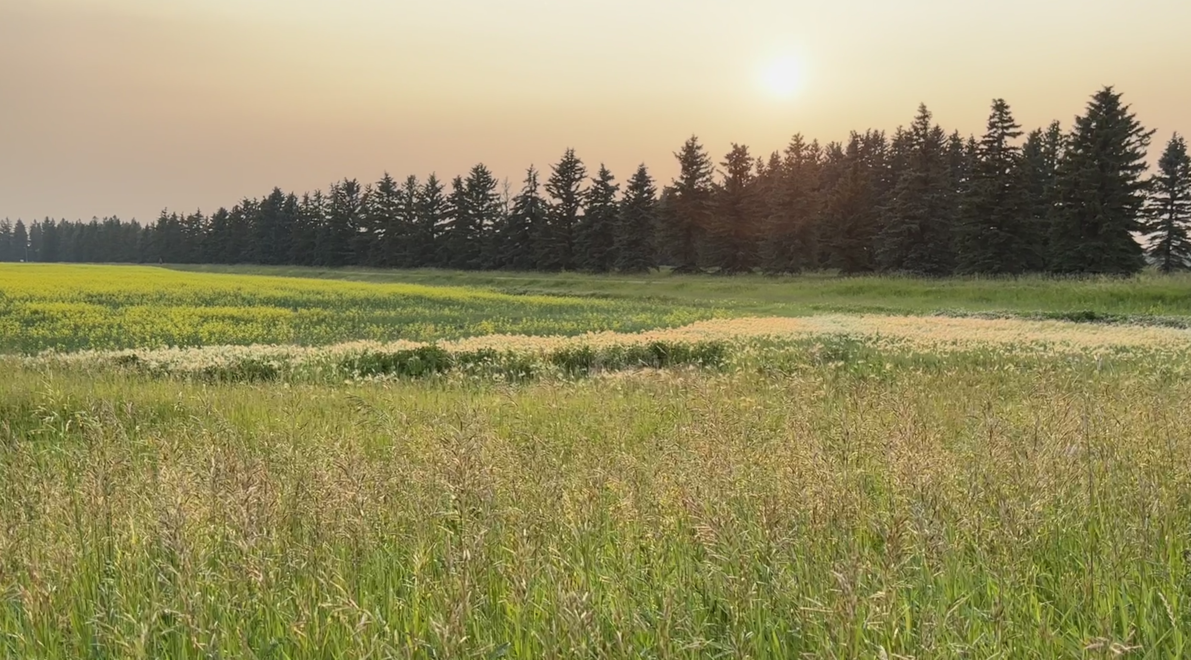 Conifers silhouetted against a hazy sunset, with long grass and canola in the foreground.