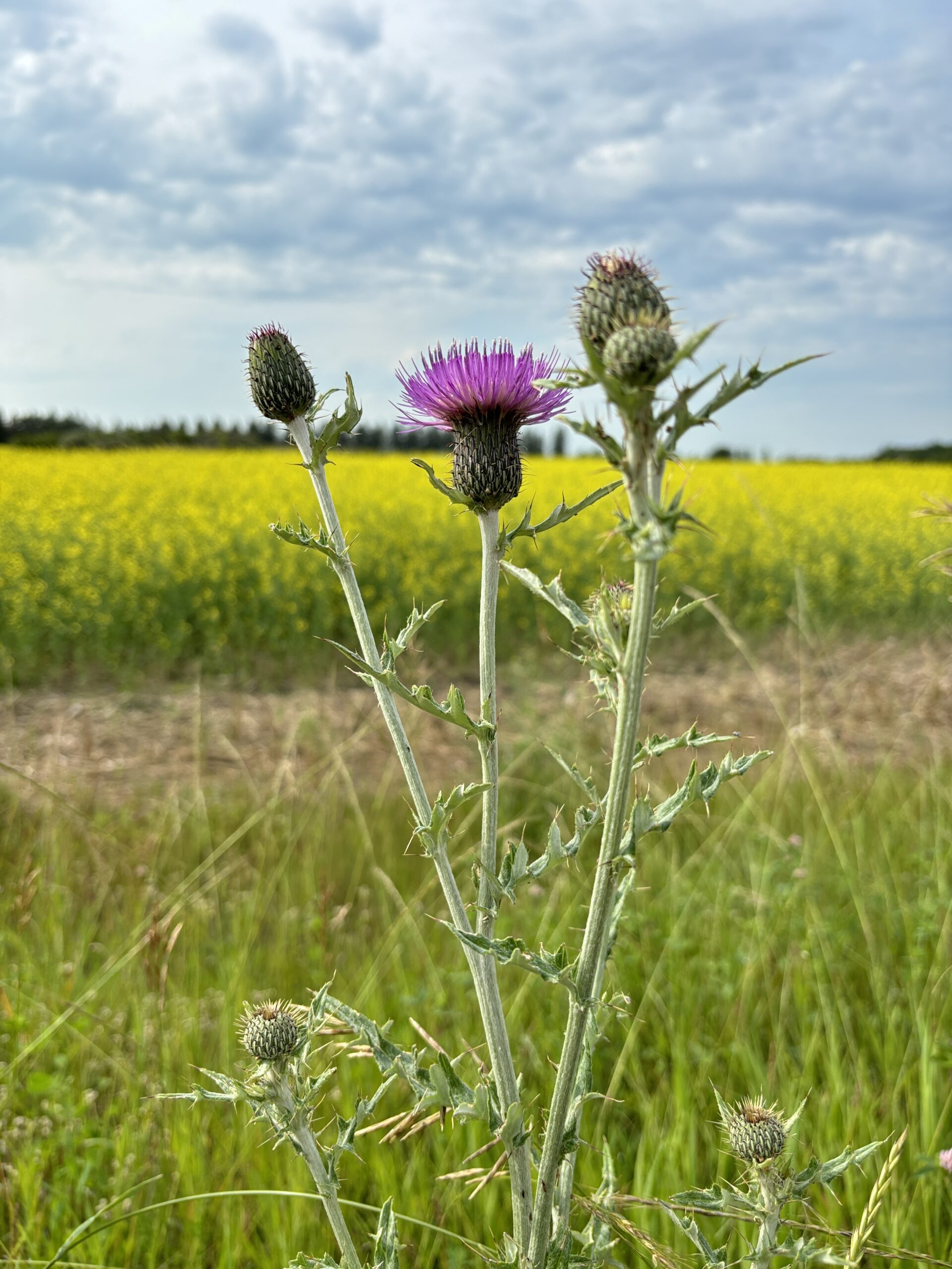 Thistles against a field of canola.
