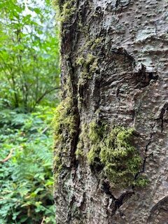 A tree trunk with moss, against a background of green ferns and leaves. 