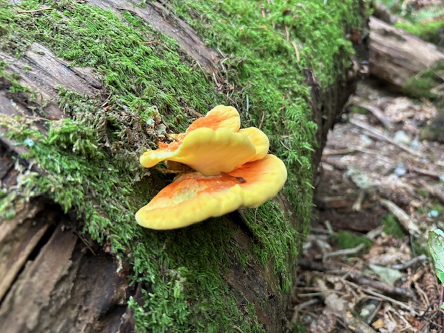 A log on the forest floor, with yellow fungus and moss.