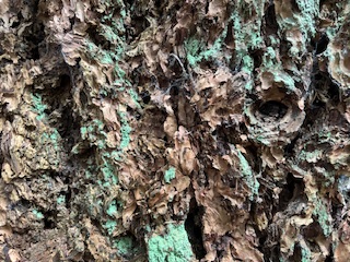 A close up of the bark of a Douglas fir, showing blue-green lichen.