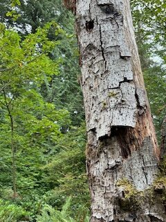 A tree with peeling bark, against a background of temperate rain forest.